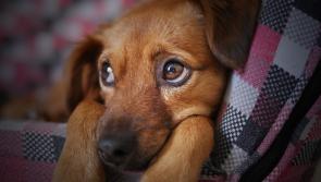 Urgent need for Animal Welfare Inspector to be brought to the floor of Mayo County Council 