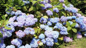 The magic of a shady garden 