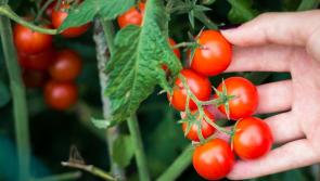 Cut costs by growing your own