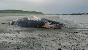 Dead humpback whale to be buried in Louisburgh beach

