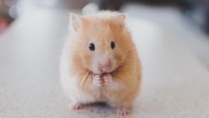 VET’S VIEW:  A different kind of pet?