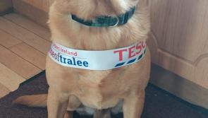 Mayo dog looking to bring national title back to the county