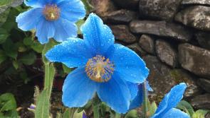 GARDENING:  Creating a rain garden