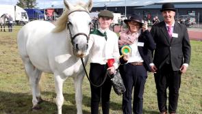 Keeping it country - An agri-show novice heads to Claremorris’s 103rd agricultural show 