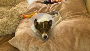 Pup no longer in pain after being rescued by Irish dog welfare charity