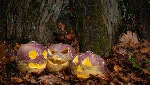 Can you find ‘Stingy Jack’ in the woods of Turlough Park this weekend?