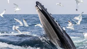 Mayo photo wins overall Photographer of the Year prize at the Love Your Coast competition