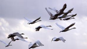 NATURE:  Comings and goings of a Mayo winter 