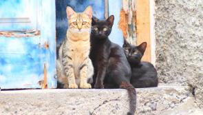 VET'S VIEW:  The benefits of pet sterilisation are many