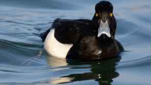 NATURE:  A winter&rsquo;s dawn at Lough Carra