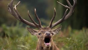 NATURE:  Our red deer are not the problem
