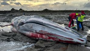 20-metre whale washes up on Killala beach