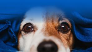 ISPCA in emergency public appeal for bedding for shelter dogs and animals