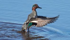 NATURE:  Disappearing ducks