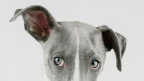 VET'S VIEW:  When your pet has ear problems
