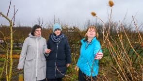 Westport food security project announced as winner of Trinity community climate action collaboration