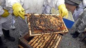 Interested in beekeeping in Mayo?