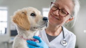 Veterinary Council welcomed six new Mayo vets to register last year