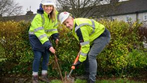 1,100 native trees now planted in Westport