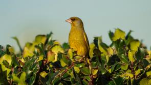 NATURE:  The loneliest greenfinch in the world