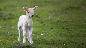VET’S VIEW:  Mayo dog owners must be extra vigilant in lambing season  