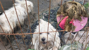 'Atrocious conditions' - Live maggots and urine found in fur of dogs rescued by ISPCA