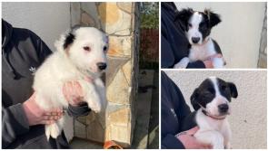 Little 'rascals': Animal welfare group in Clare are seeking homes for eight collie pups 