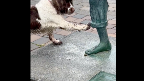 WATCH: Clare pup steals hearts as he tries to play with Richard Harris statue