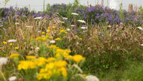 GARDENING:  Guess what? Grass lawns are not mandatory