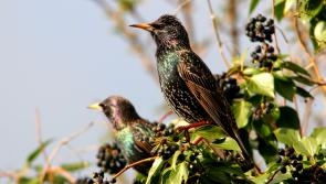 When the starlings align