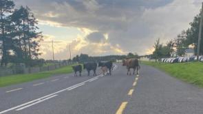 Cattle let loose on road near Crossmolina after pyrite-contaminated wall collapses