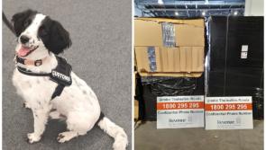 Revenue seize over €3.6m of illicit cigarettes with help from detector dog Milo