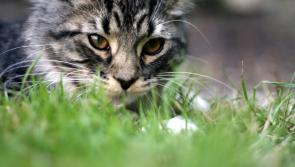 Calling time on seasonal pests