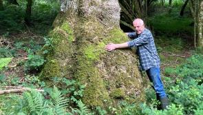 Mayo farmer shortlisted for national forestry award