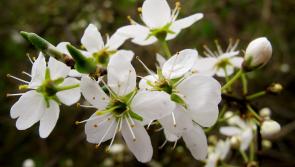 GARDENING:  Bring biodiversity back to your patch