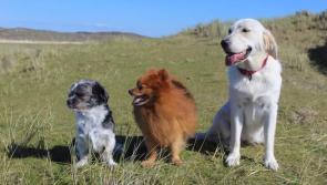 PICTURES: Readers pet pics to mark World Vet Day
