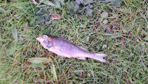 Dead fish at Claremorris lake leads for calls for Irish Water to be disbanded