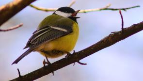 Join Birdwatch Mayo for their dawn chorus walk 