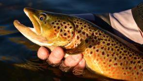 OUTDOOR LIVING:  Hooked on trout fishing in Mayo