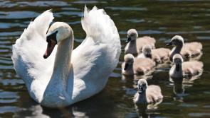 NATURE:  Swan lake at Mayo’s Moorehall