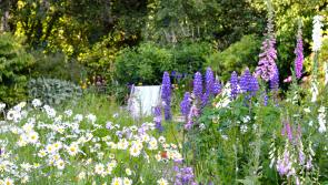 GARDENING:  Give biodiversity a boost by creating an annual wildflower bed 