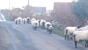 Mayo community form group to stop 'scourge' of trespassing sheep