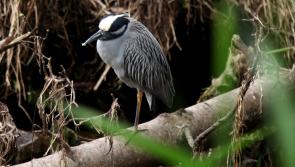 Excitement continues in Mayo after rare heron sighting
