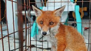 Garda&iacute; baffled during Mayo search as they find caged fox cub
