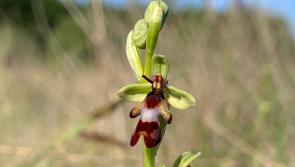 NATURE:  Meet Carra’s crafty orchids