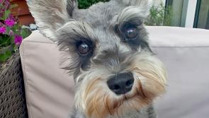 Dog owner expresses concern after ‘beautiful little Schnauzer’ dies after being mauled by ‘dangerous’ pitbull