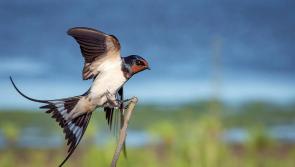 NATURE:  Imagine surviving a drought, only to be served poison 