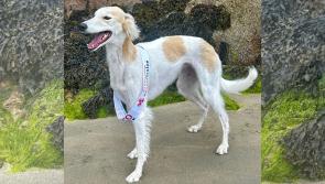 Mayo dog in the running for national pet contest
