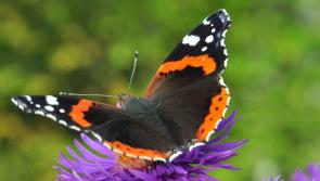 NATURE:  Where have all our butterflies gone?