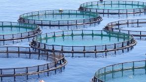 OPINION:  Radical rethink of fish farming needed